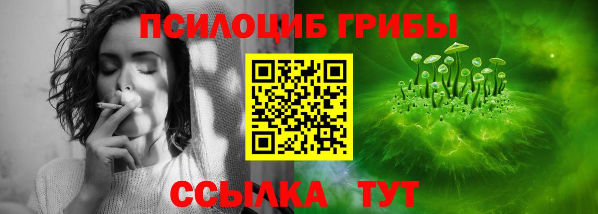 Псилоцибиновые грибы Psilocybine cubensis Брянск